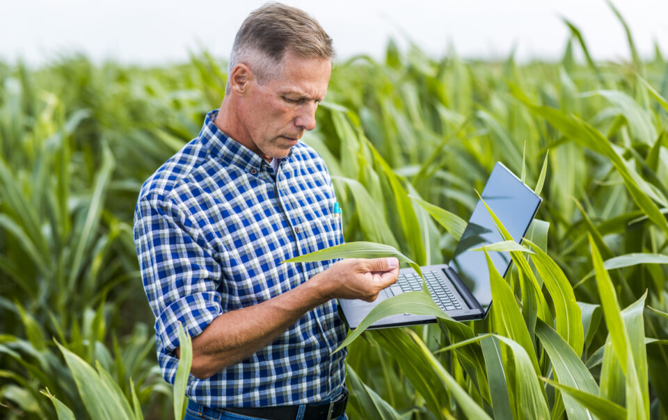 middle view man inspecting corn leaf