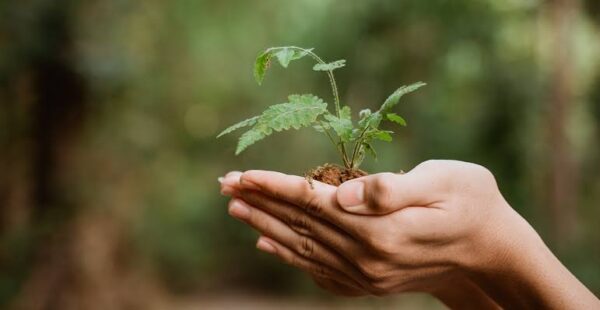 Internacional: Brasil adotará normas internacionais de sustentabilidade a partir de 2024