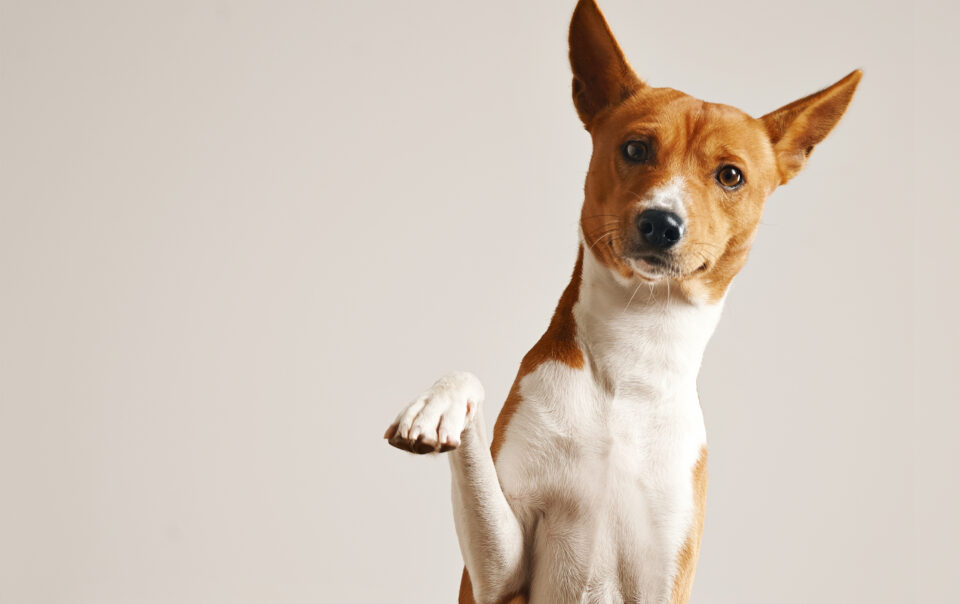 friendly smart basenji dog giving his paw close up isolated white